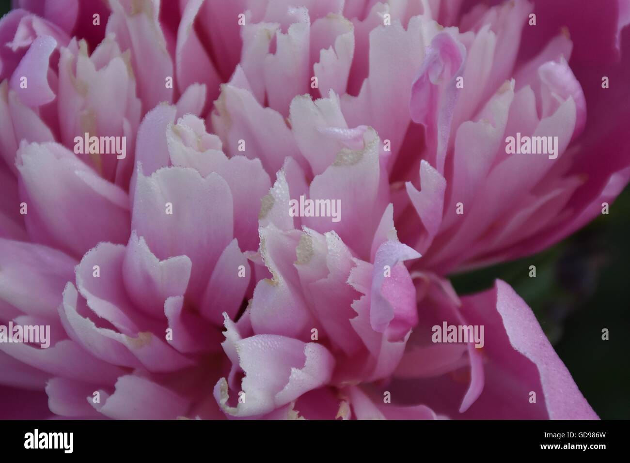 Pink Flower Close Up Stock Photo - Alamy