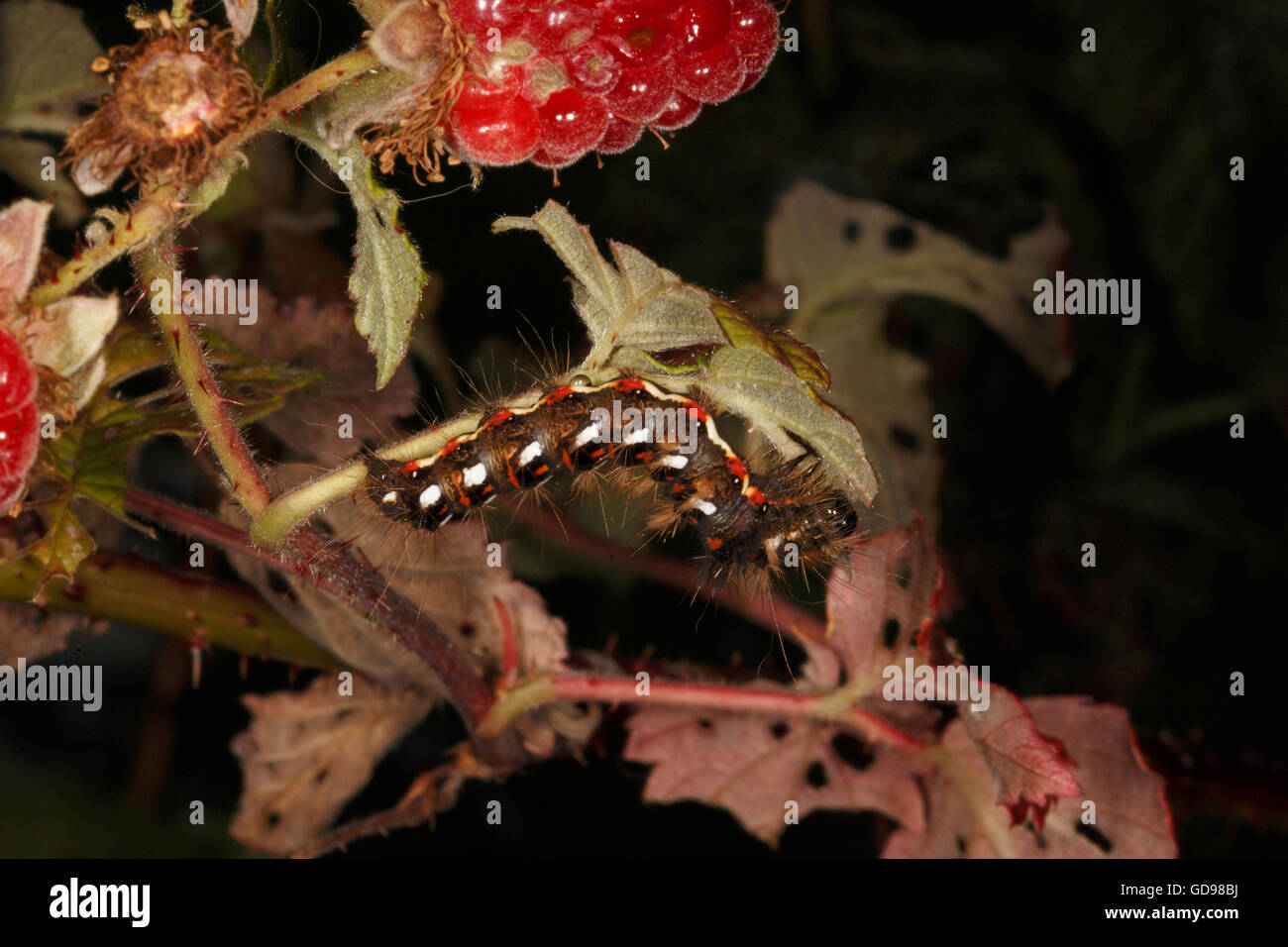 Knot grass moth (Acronicta rumicis) caterpillar on a leaf. Stock Photo