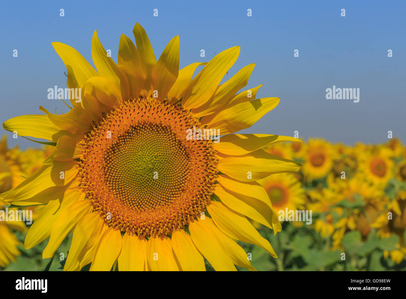 close up of sunflower on field Stock Photo - Alamy