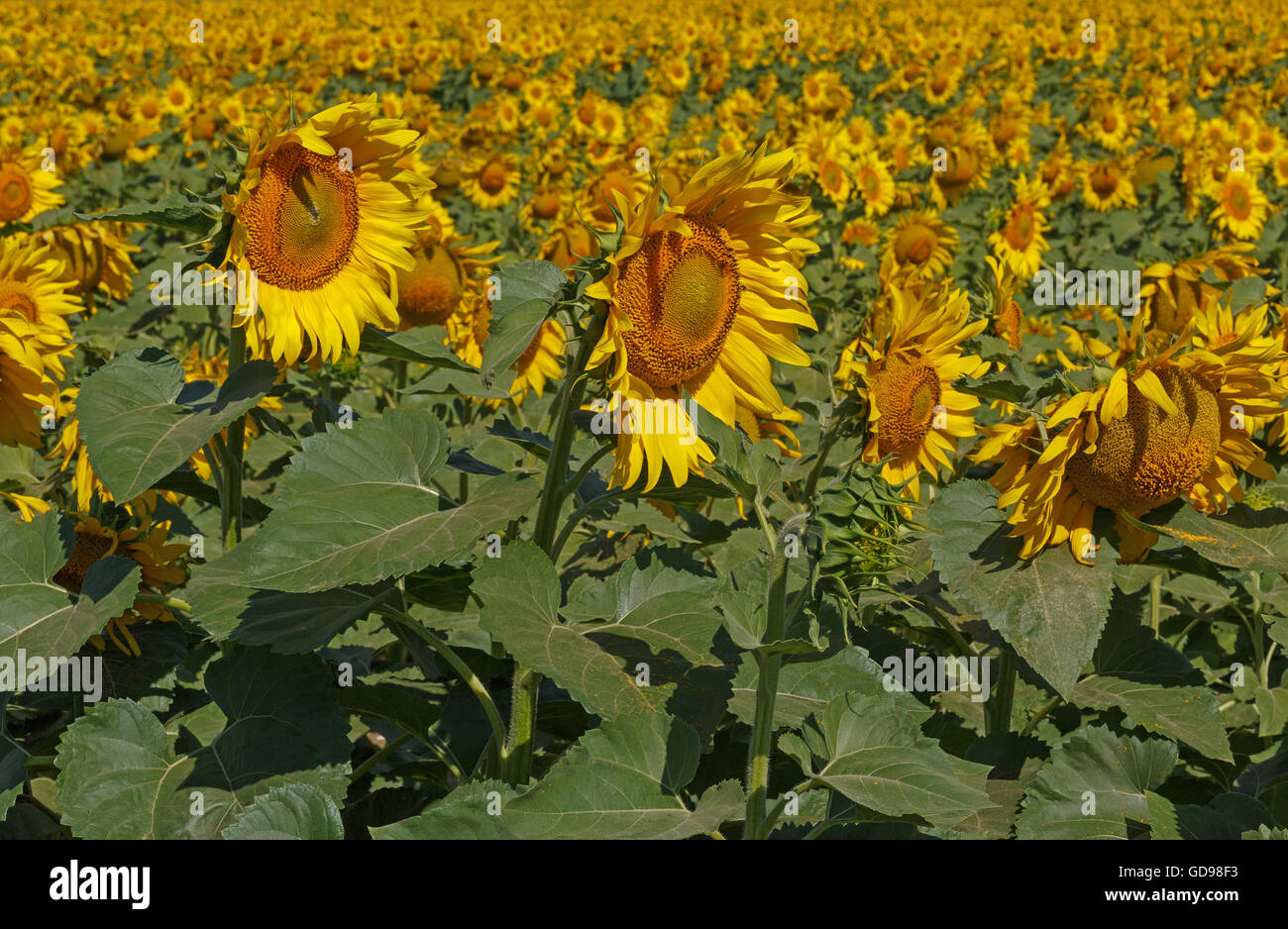 view on field of sunflowers Stock Photo - Alamy