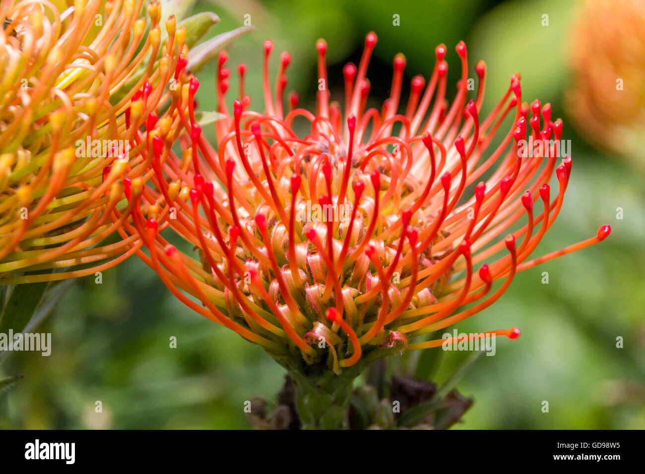 Red protea, the national flower of South Africa Stock Photo