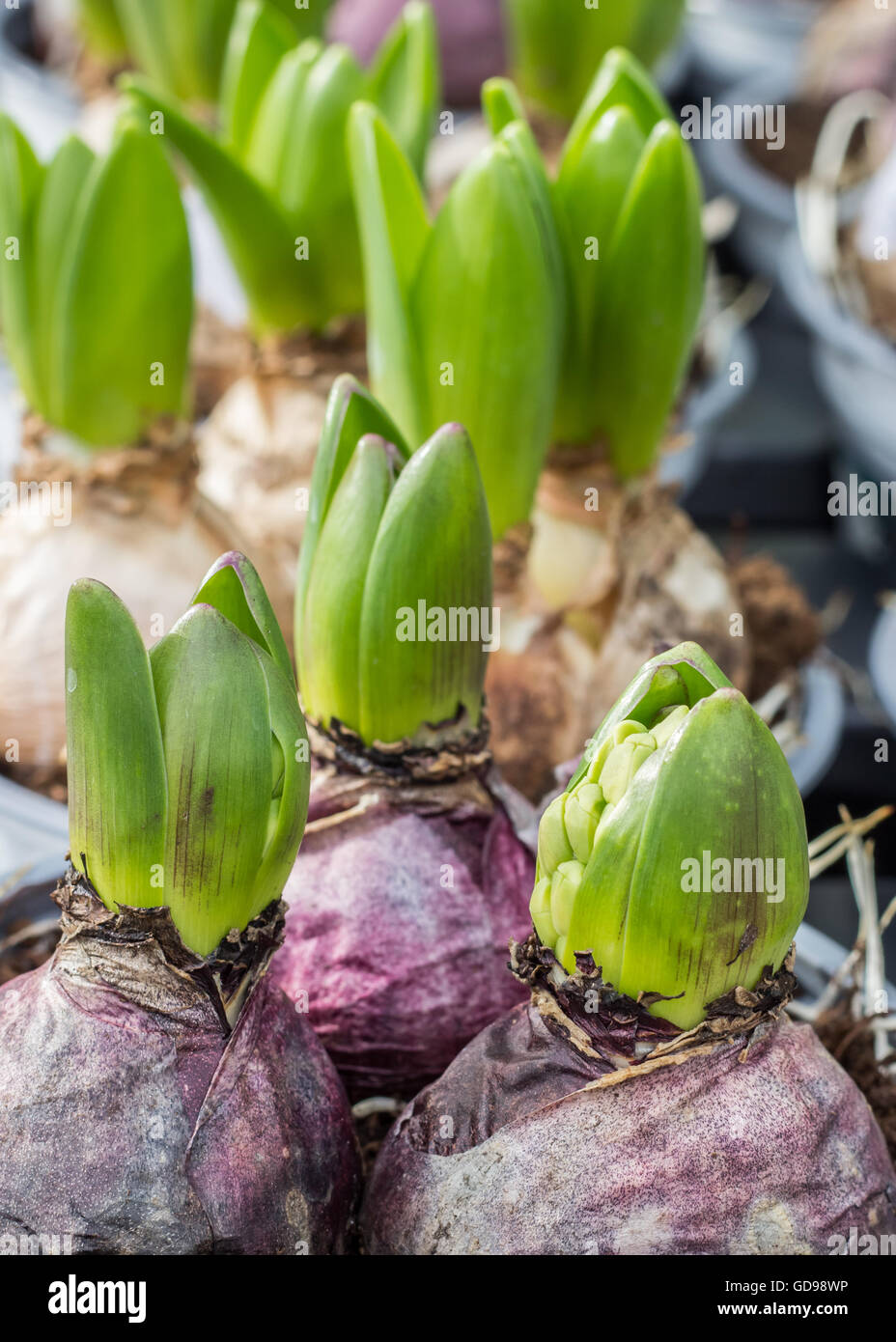 Purple hyacinth bulbs on a local dutch market Stock Photo - Alamy