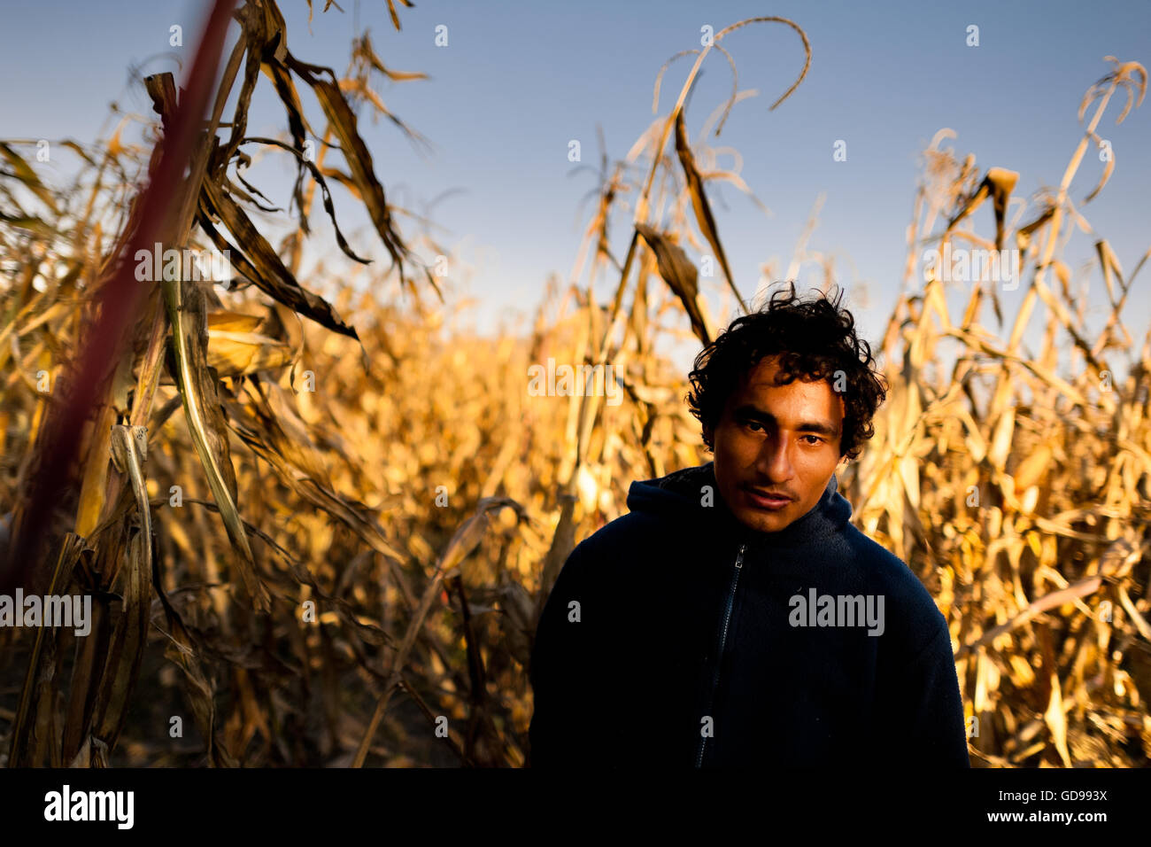 A Salvadoran immigrant, hiding in the corn field, waits near the railroad track to climb up the train in Huehuetoca, Mexico. Stock Photo