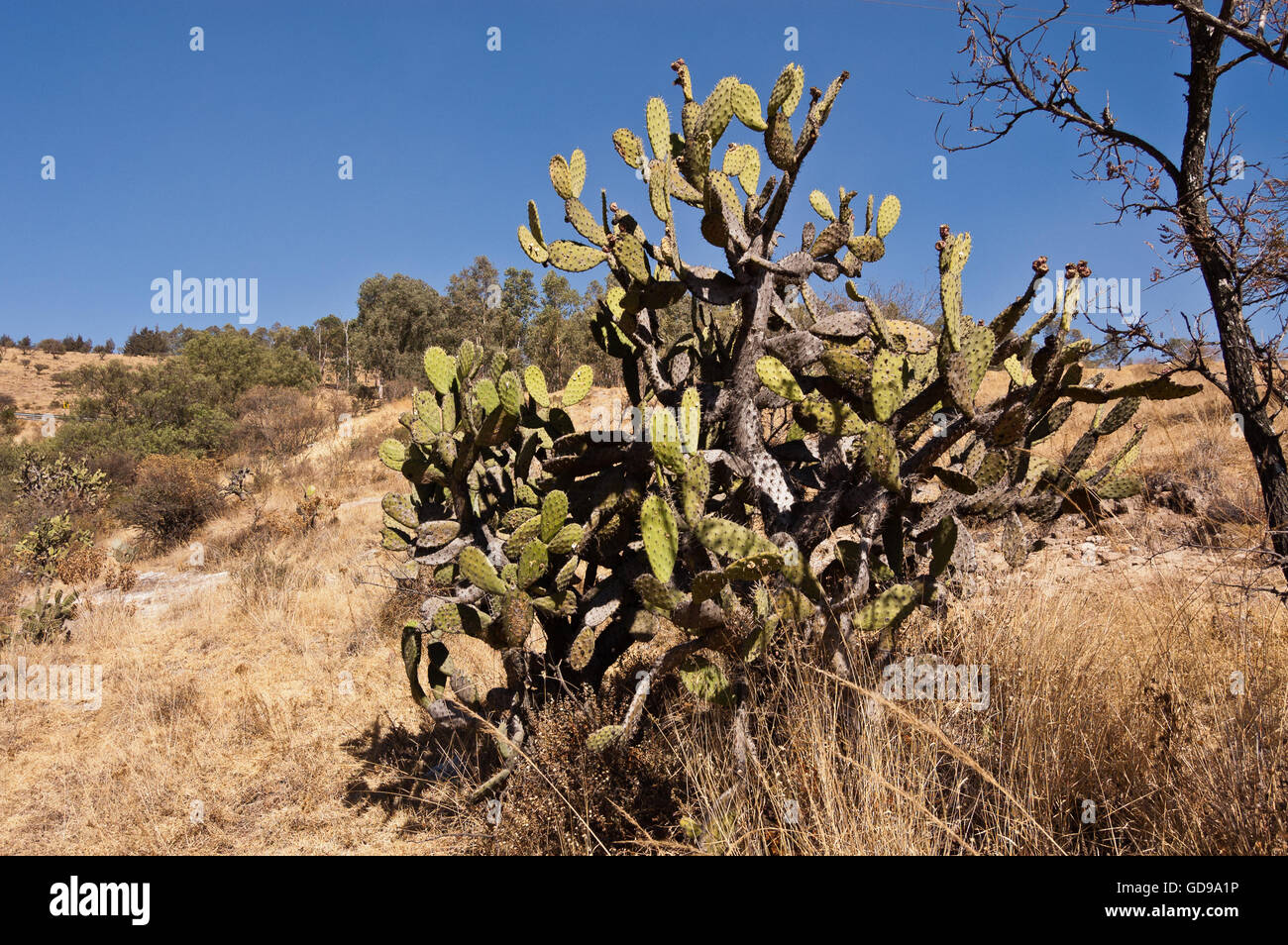 Mexican landscape hi-res stock photography and images - Alamy