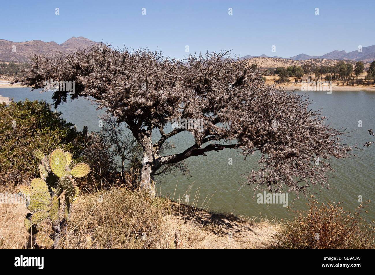 Acacia tree completely covered by bromeliads (small ballmoss, Tillandsia recurvata) Stock Photo