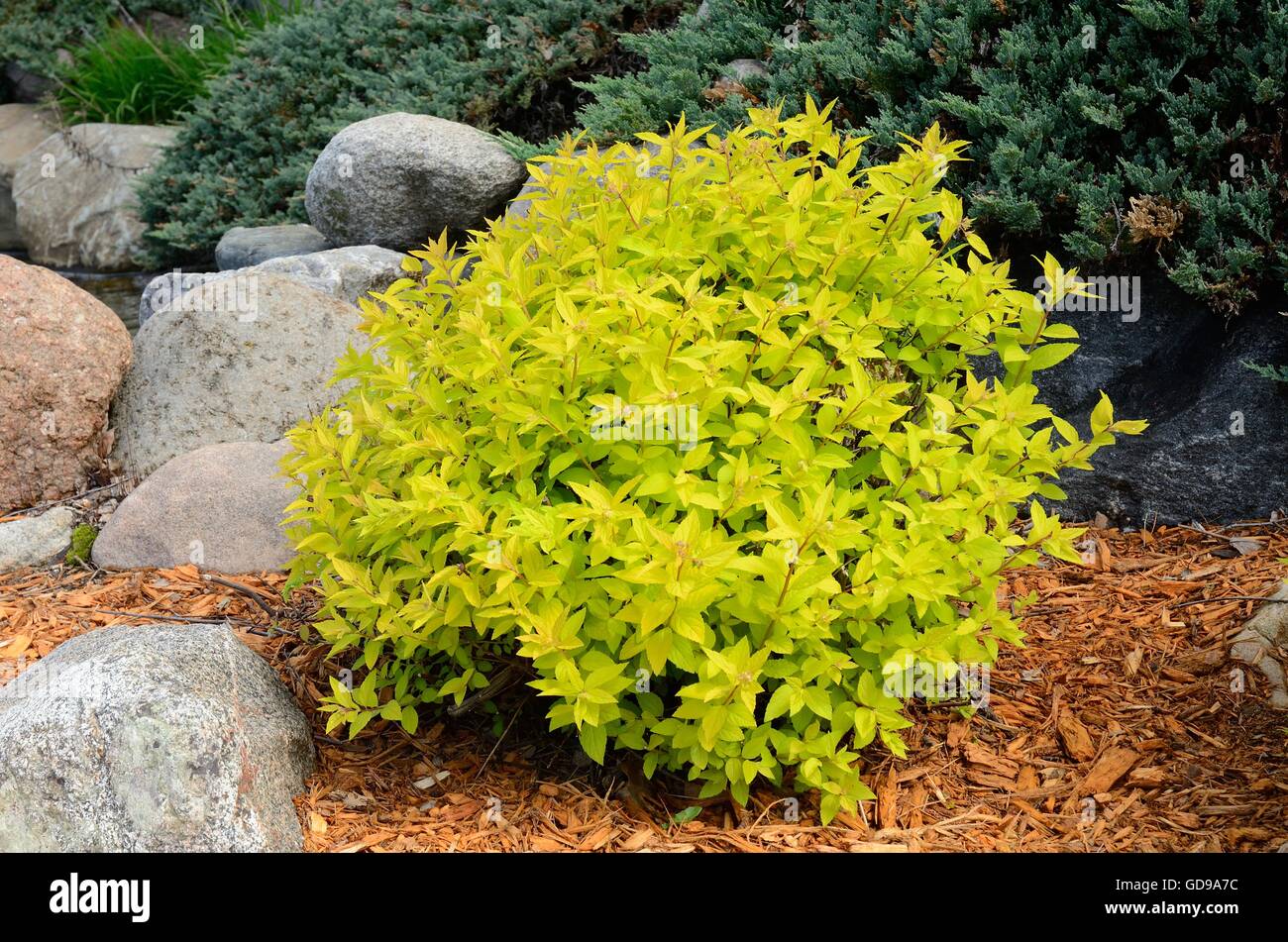 Gold Mound Spirea is a Compact, Mounded Deciduous Shrub Stock Photo