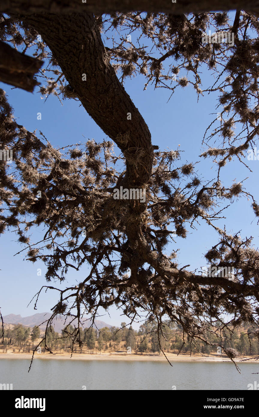 Small ballmoss, Tillandsia recurvata, growing on an acacia tree. Stock Photo