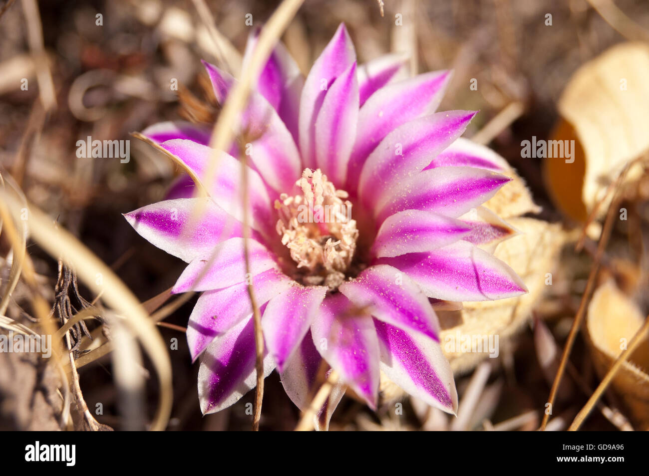 Close up of a wild Stenocactus obvallatus flower Stock Photo