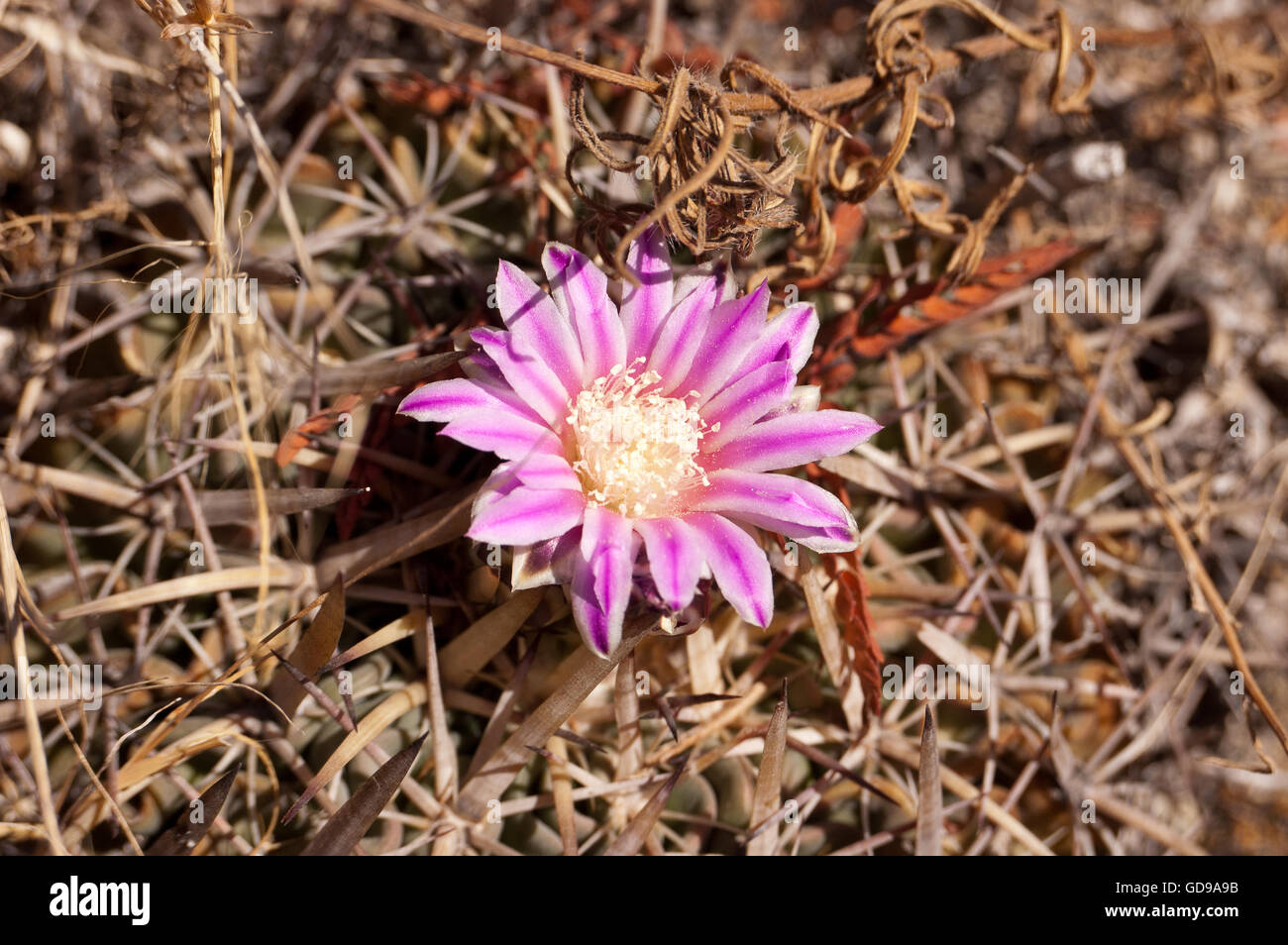 Close up of a wild Stenocactus obvallatus blooming in Central Mexico Stock Photo