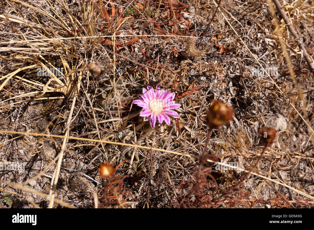 Wild Stenocactus obvallatus growing hidden in the dry grass in Central Mexico Stock Photo