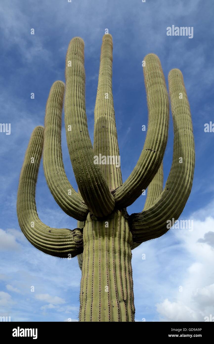 Saguaro Cactus (Carnegiea gigantea) with Many Arms in National Park ...