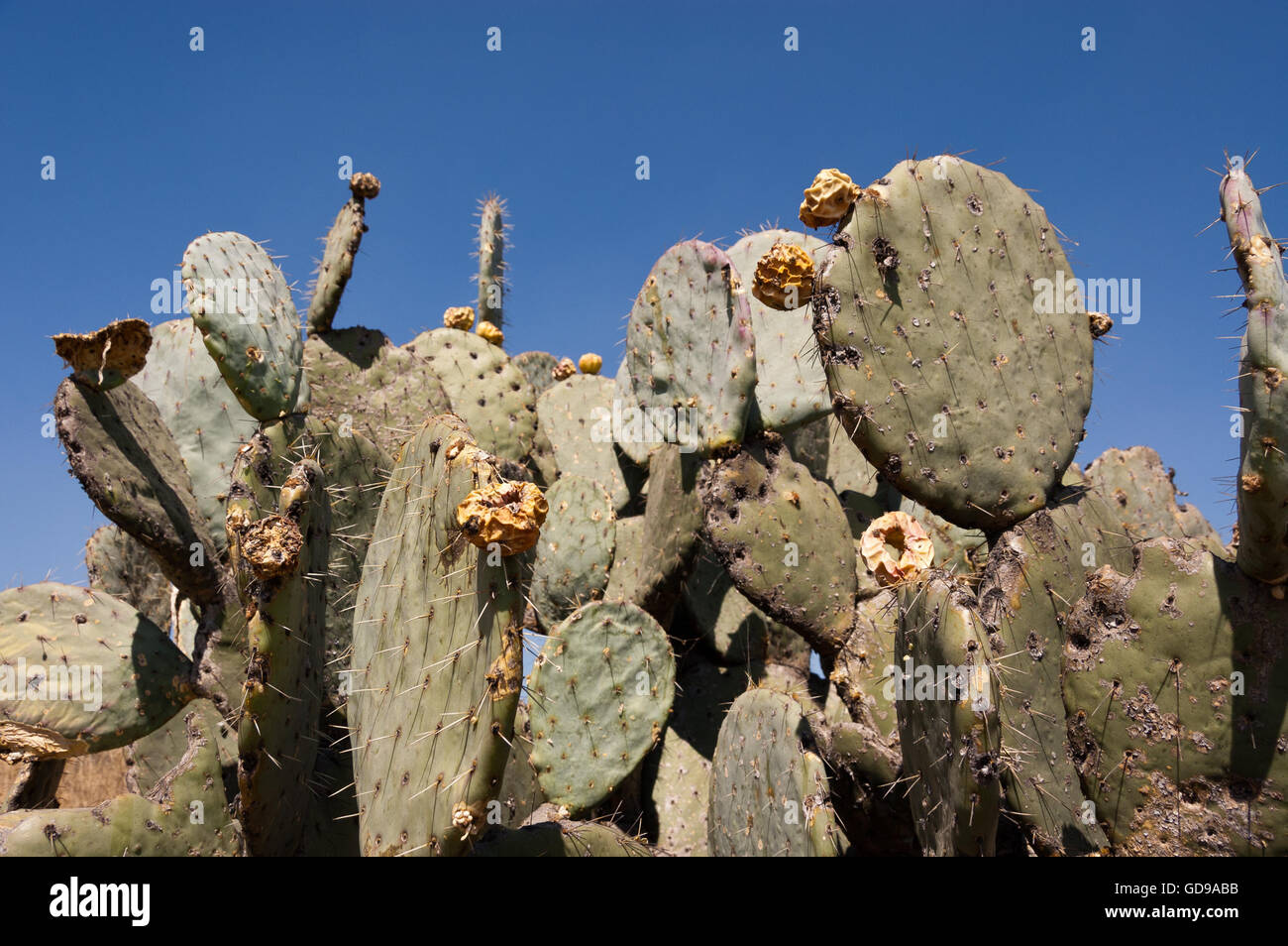 Wild Opuntia robusta prickly pear cactus Stock Photo - Alamy