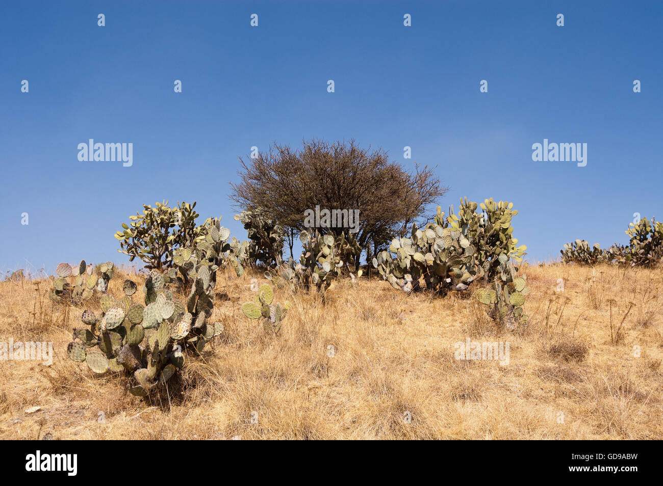 Wild prickly pear cactus growing in central Mexico Stock Photo