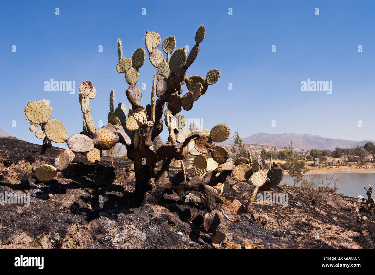 Partially Burned Prickly Pear Cactus Stock Photo Alamy