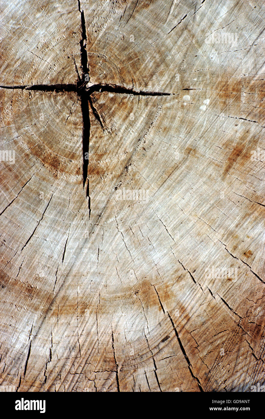 Symbollic cross of Jesus Christ in large wooden log Stock Photo