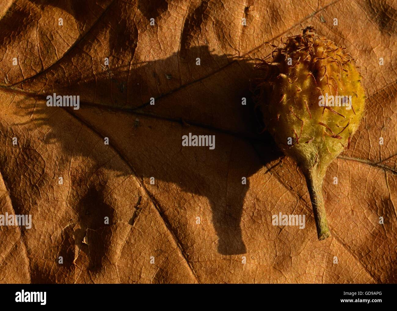 Autumn Beech Nut Stock Photo