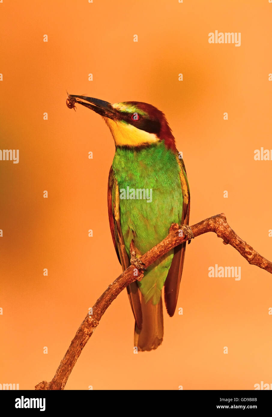 bee eater with a bee Stock Photo