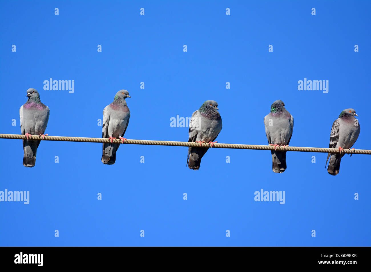 Pigeons, Personal distance Stock Photo
