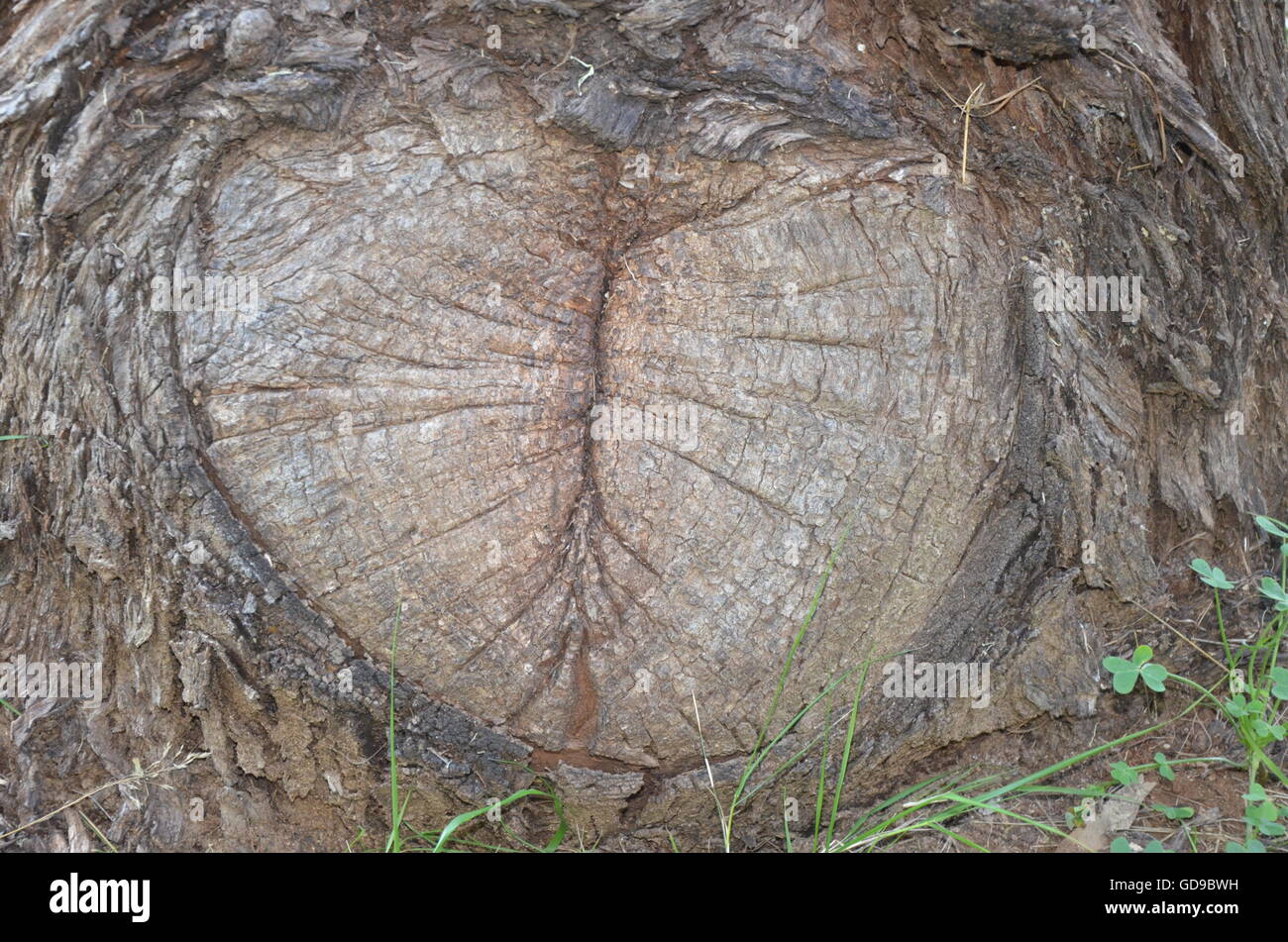 Heart, tree truck, dark, brown, cracked, tree, bark, background, tree trunk, timber, textured Stock Photo