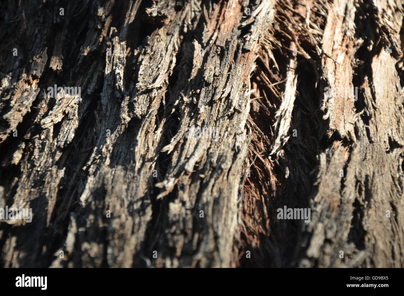 Dark, brown, cracked, tree, bark, background, tree trunk, timber, textured, shadow Stock Photo