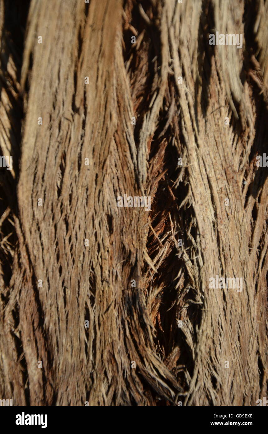 Dark, brown, cracked, tree, bark, background, tree trunk, timber, textured Stock Photo