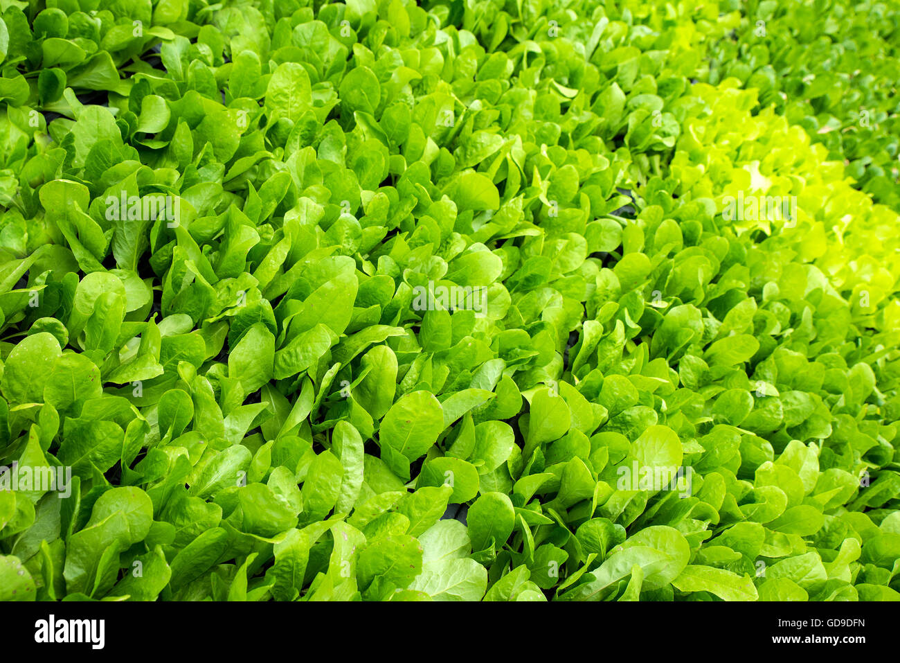 Fresh green leaves background Stock Photo - Alamy