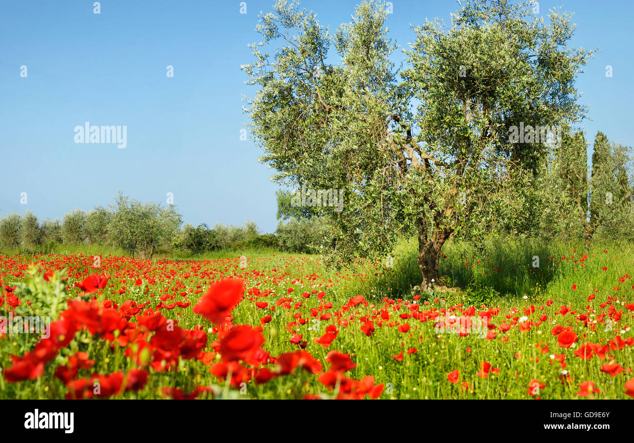 Old olive tree between vibrant red poppies in an olive orchard with a poppy field full of wild flowers in Tuscany, Italy. Stock Photo