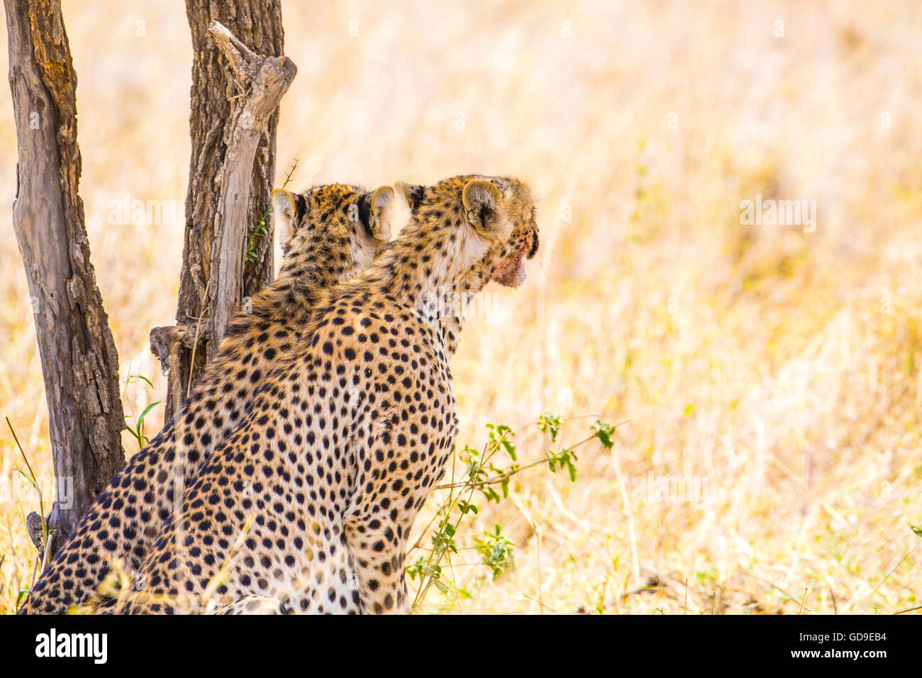 Two cheetahs rests under tree after meal in Serengeti Stock Photo