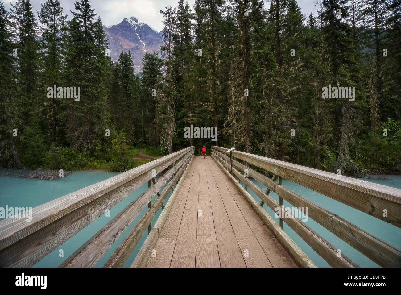 Young boy biking the Berg Lake Trail to Kinney Lake, near Mount Robson. Stock Photo