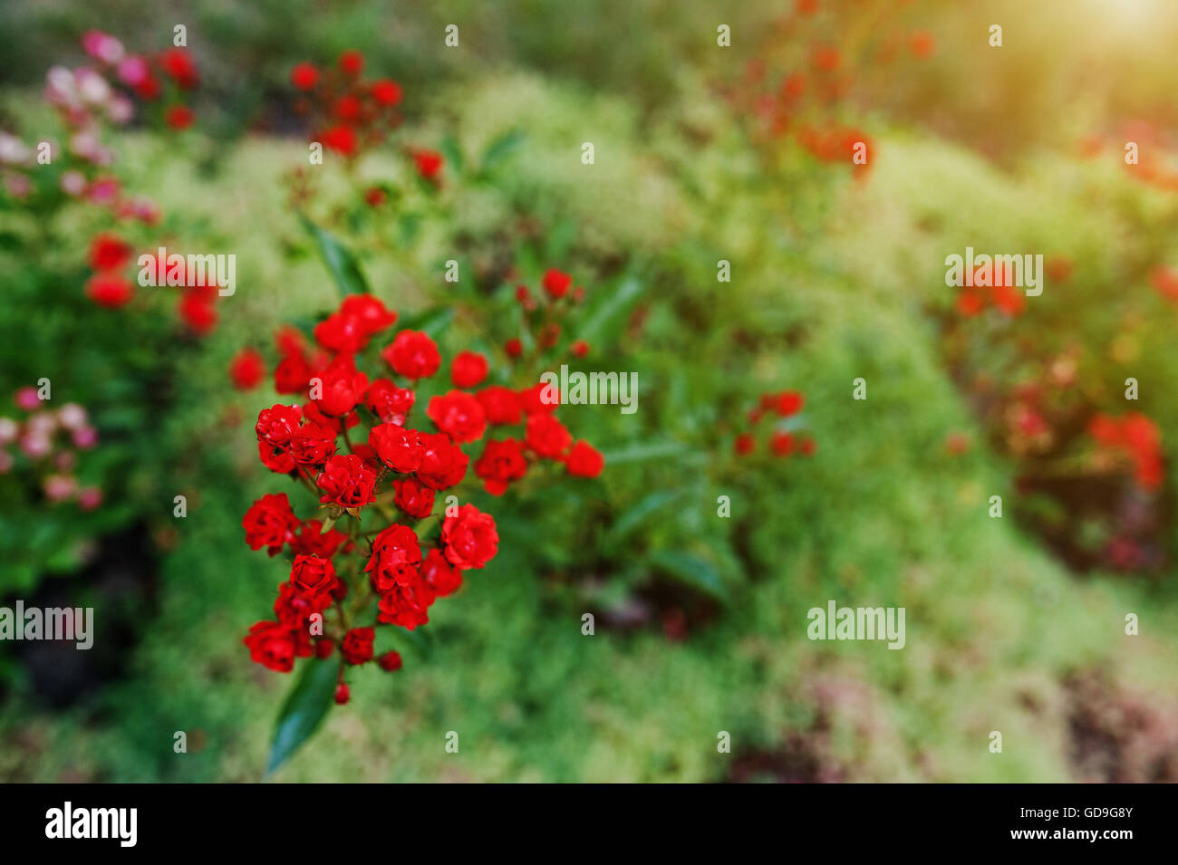  Small autumn bouquet soft hi-res stock photography and images - Alamy