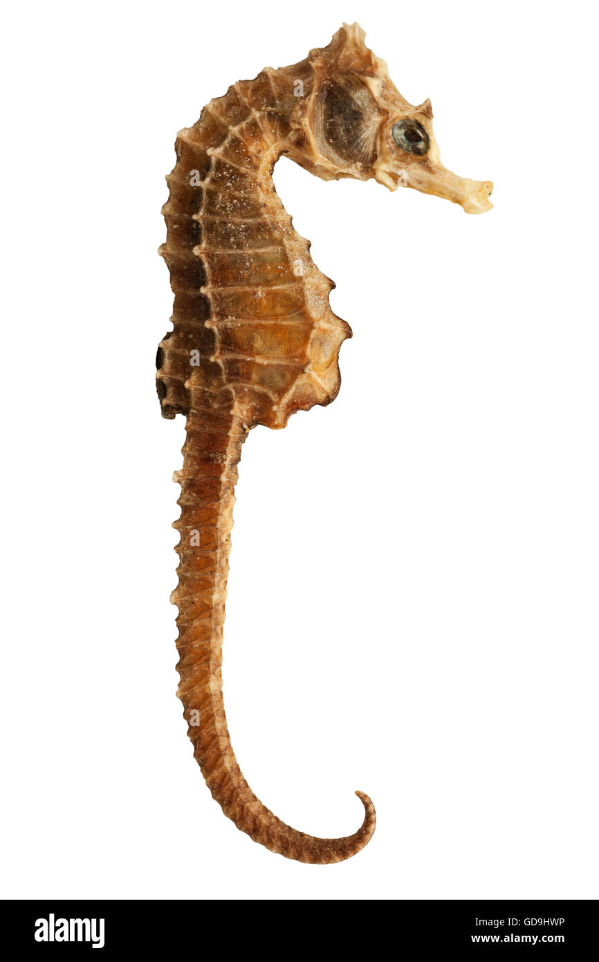 A dead sea horse on a white background Stock Photo
