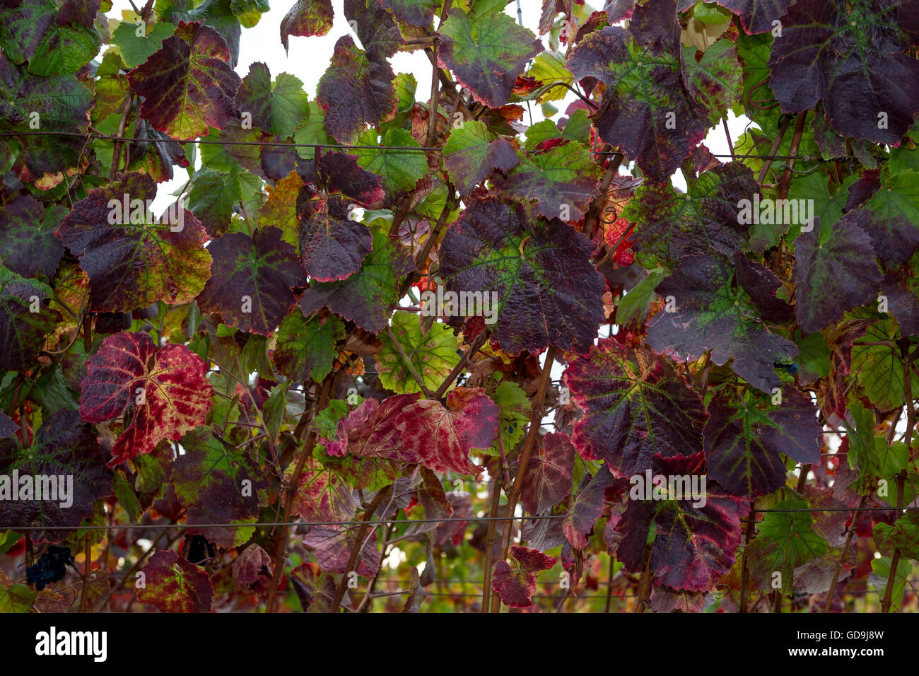 Pinot noir, grapevines, vineyard, vineyards, Saintsbury Winery, Carneros region, Napa Valley, Napa County, California Stock Photo
