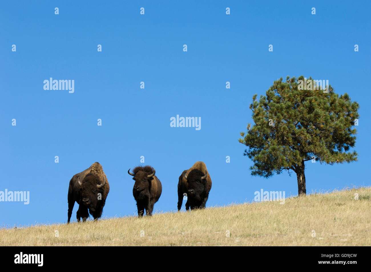 American Bisons (Bison bison), Custer State Park, Black Hills, South