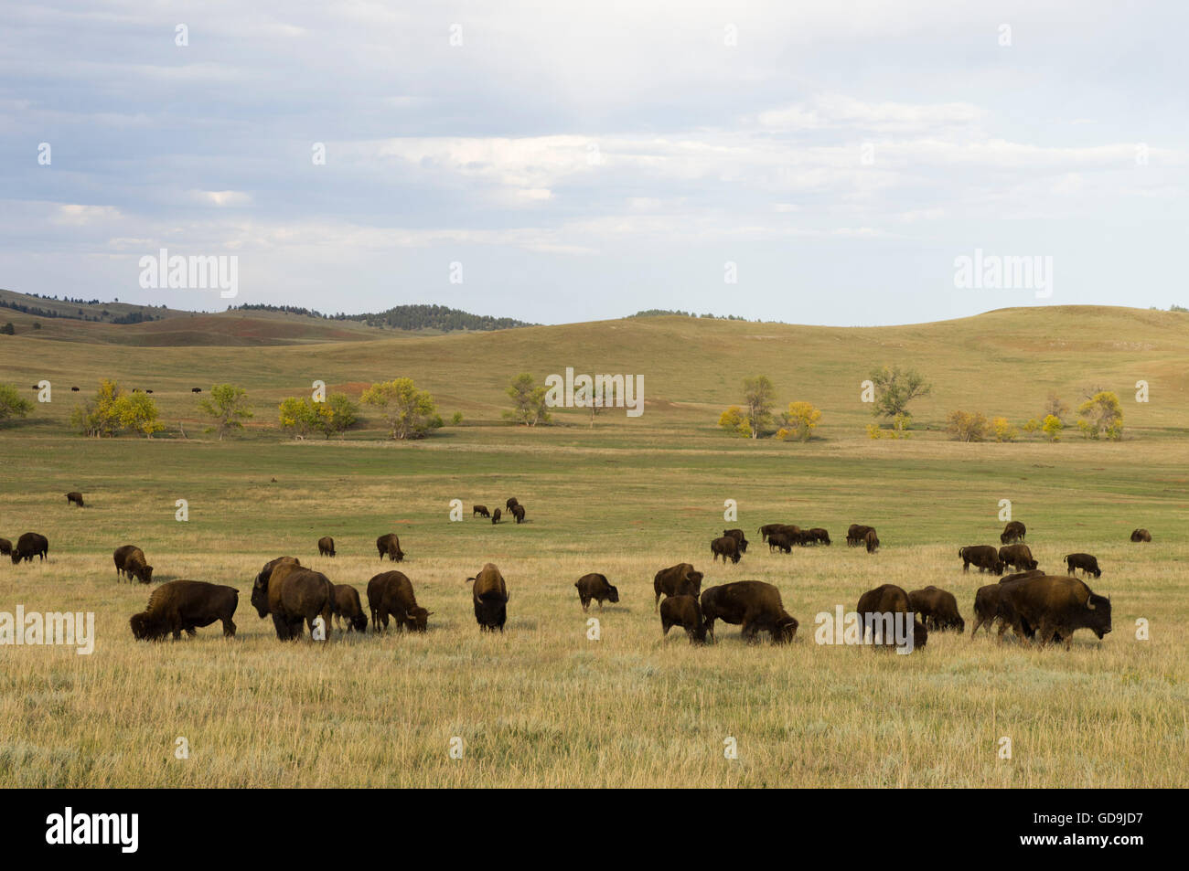 American Bison (Bison bison) herd, Custer State Park, Black Hills ...