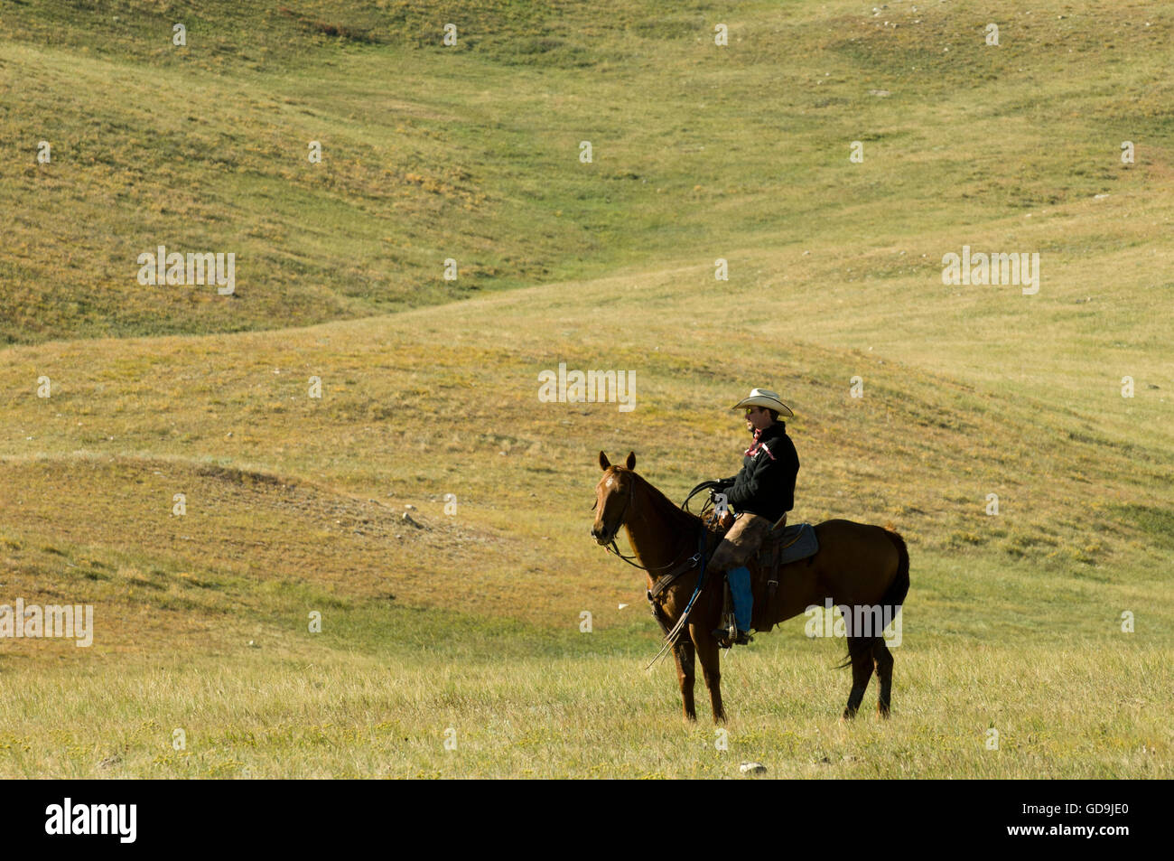 Cowboy at Bison Roundup, Custer State Park, Black Hills, South Dakota
