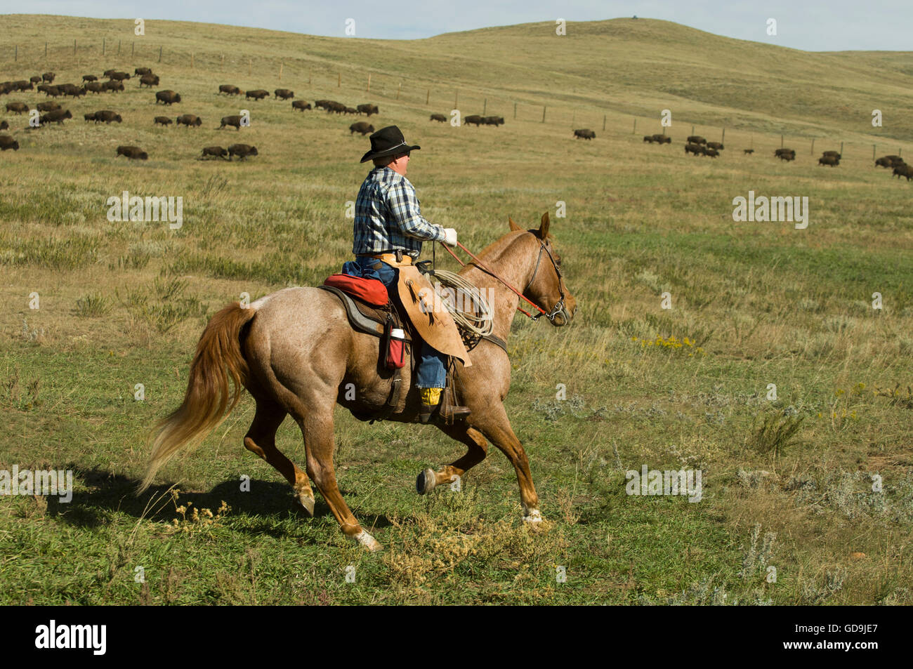 Cowboy at Bison Roundup, Custer State Park, Black Hills, South Dakota