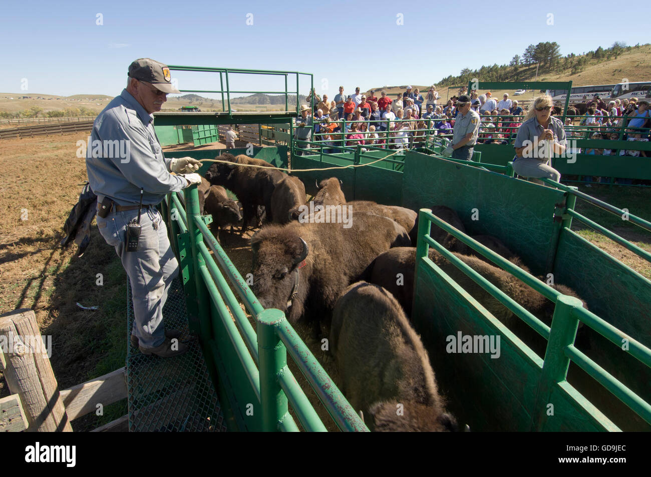 Branding bisons at Bison Roundup, Custer State Park, Black Hills, South