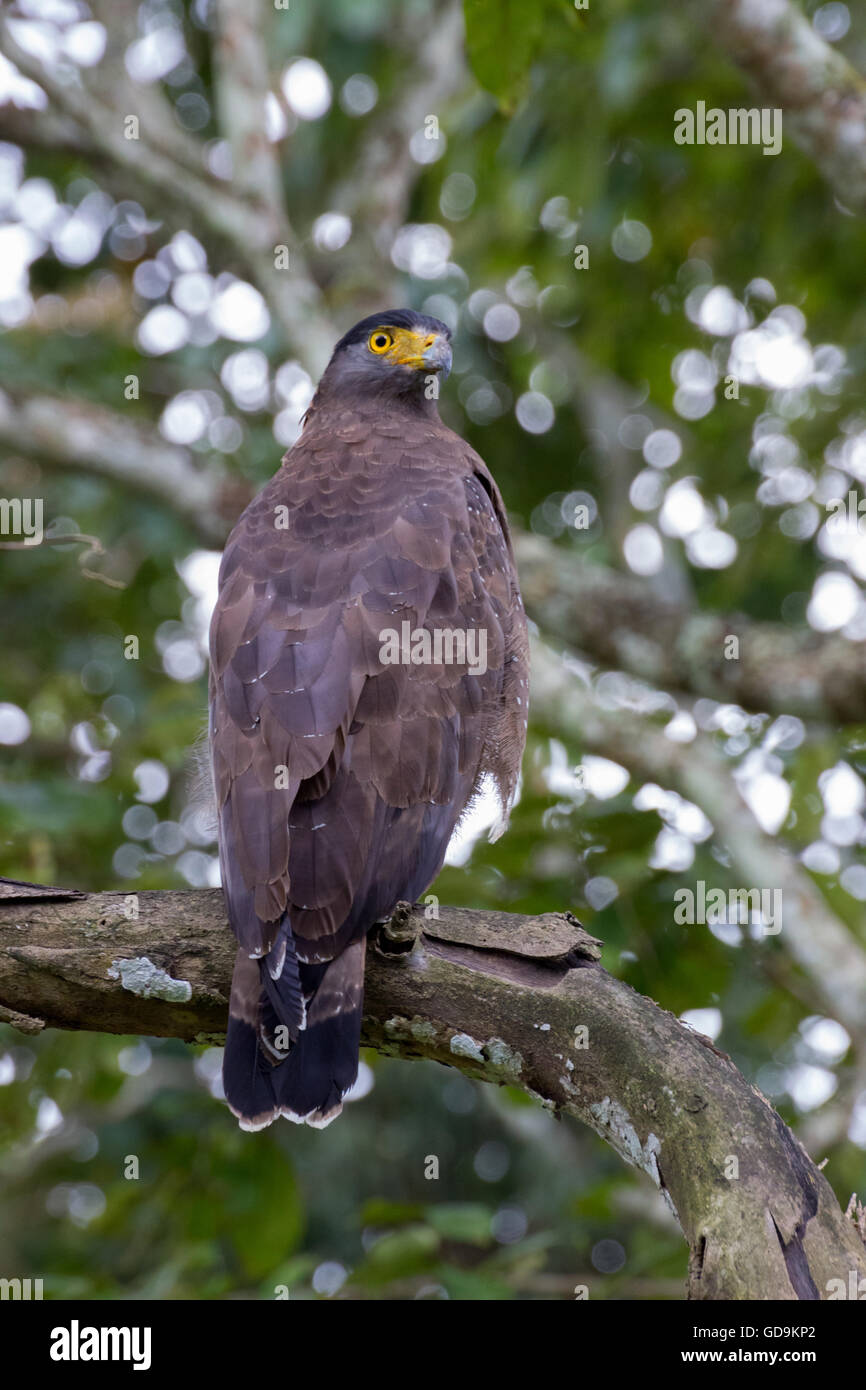 Crested Serpent-eagle (Spilornis cheela) Stock Photo