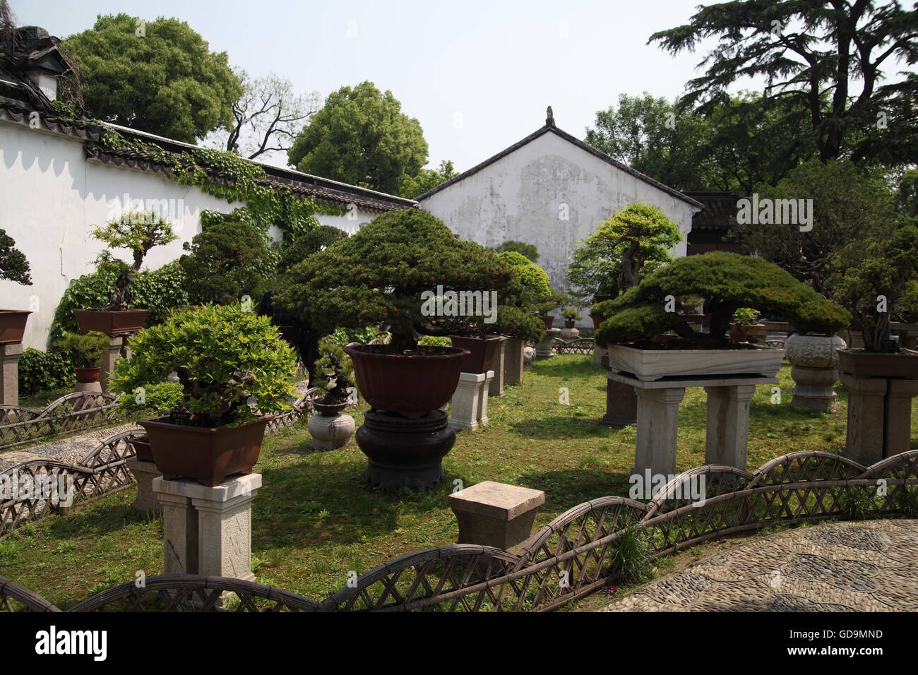 Small cultured Chinese plants in the Humble Administrator's Garden, a typical  Chinese garden built in the 16th century. Suzhou. Stock Photo
