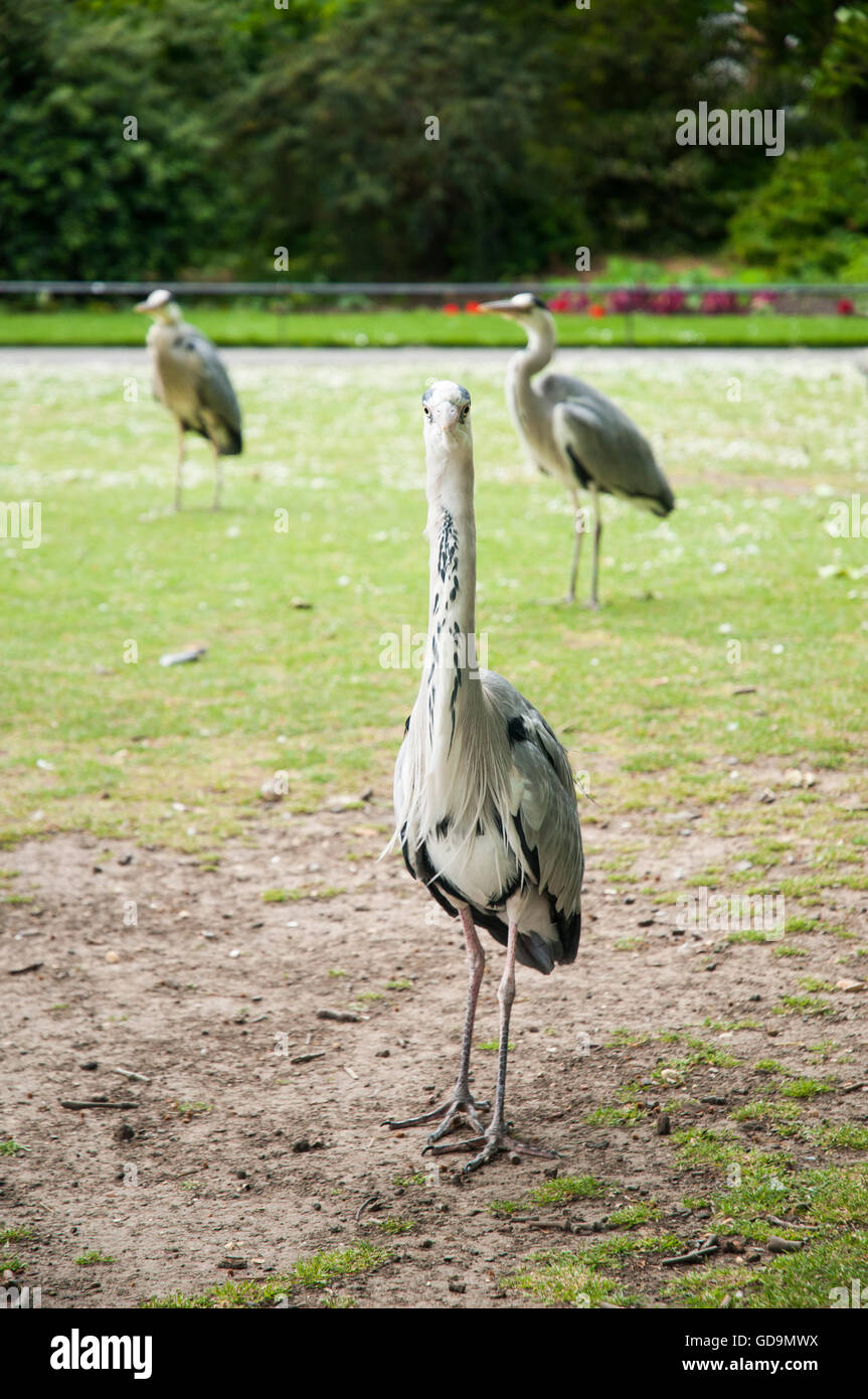 Portrait image showing three Heron birds standing in a public park in summertime. Stock Photo