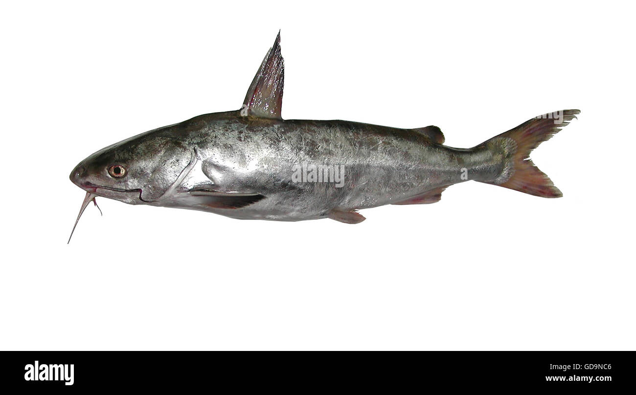 Spotted sea catfish Stock Photo