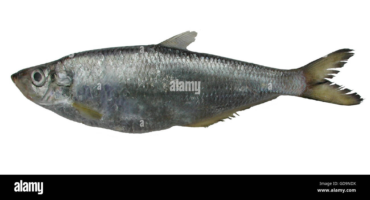 Dead chinese fish Cut Out Stock Images & Pictures Alamy