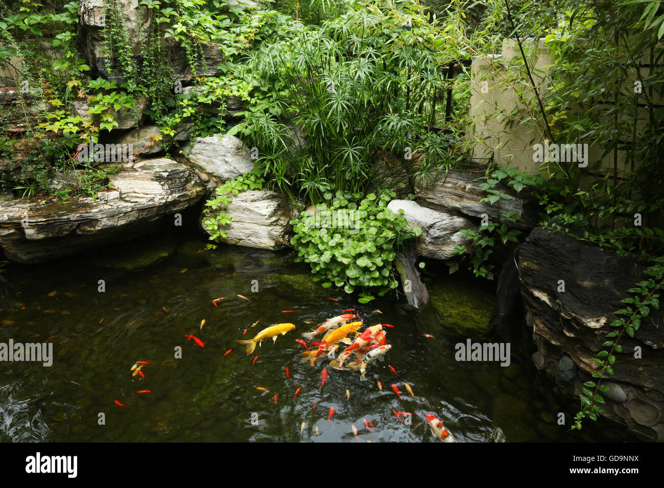 The carp in the pond Stock Photo