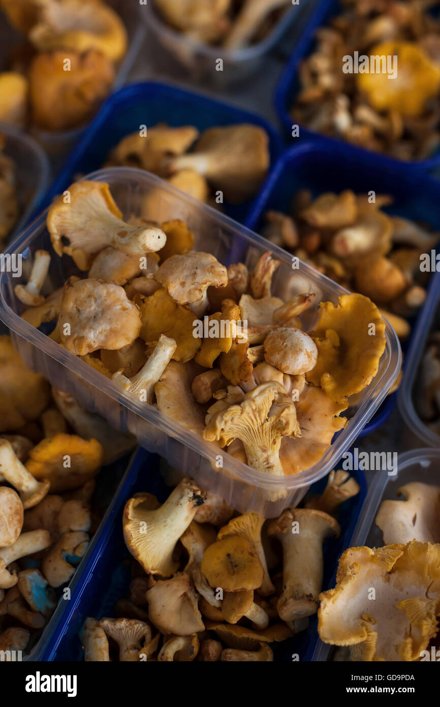 Chanterelle mushrooms Stock Photo