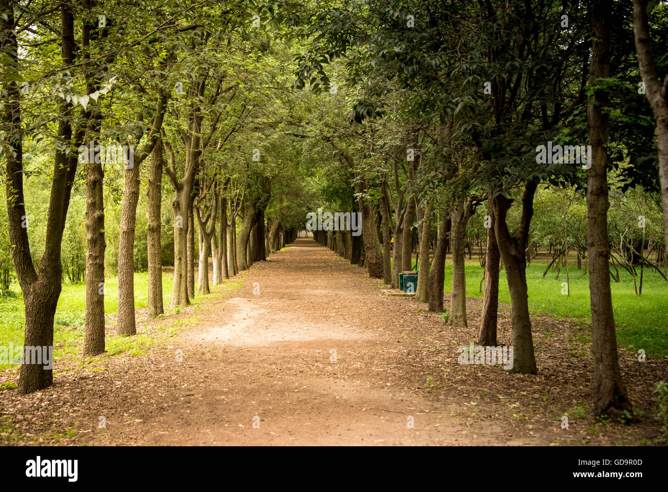 Tree lined path in a park in Mexico City. One point perspective Stock Photo