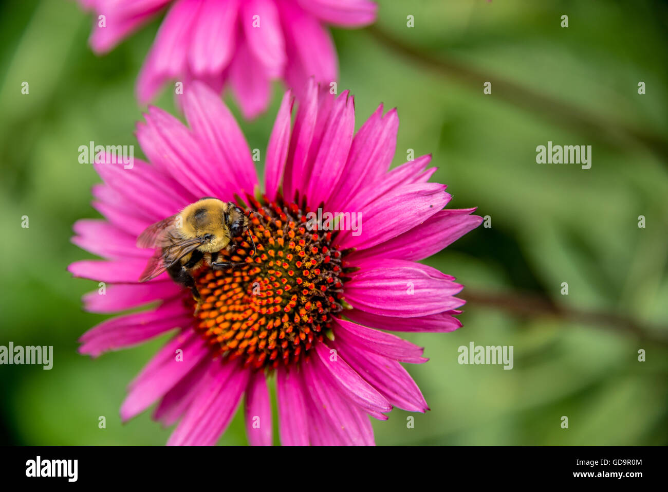 Bumble bee on flower foraging for pollen and nectar, overhead view outdoors in the garden Stock Photo