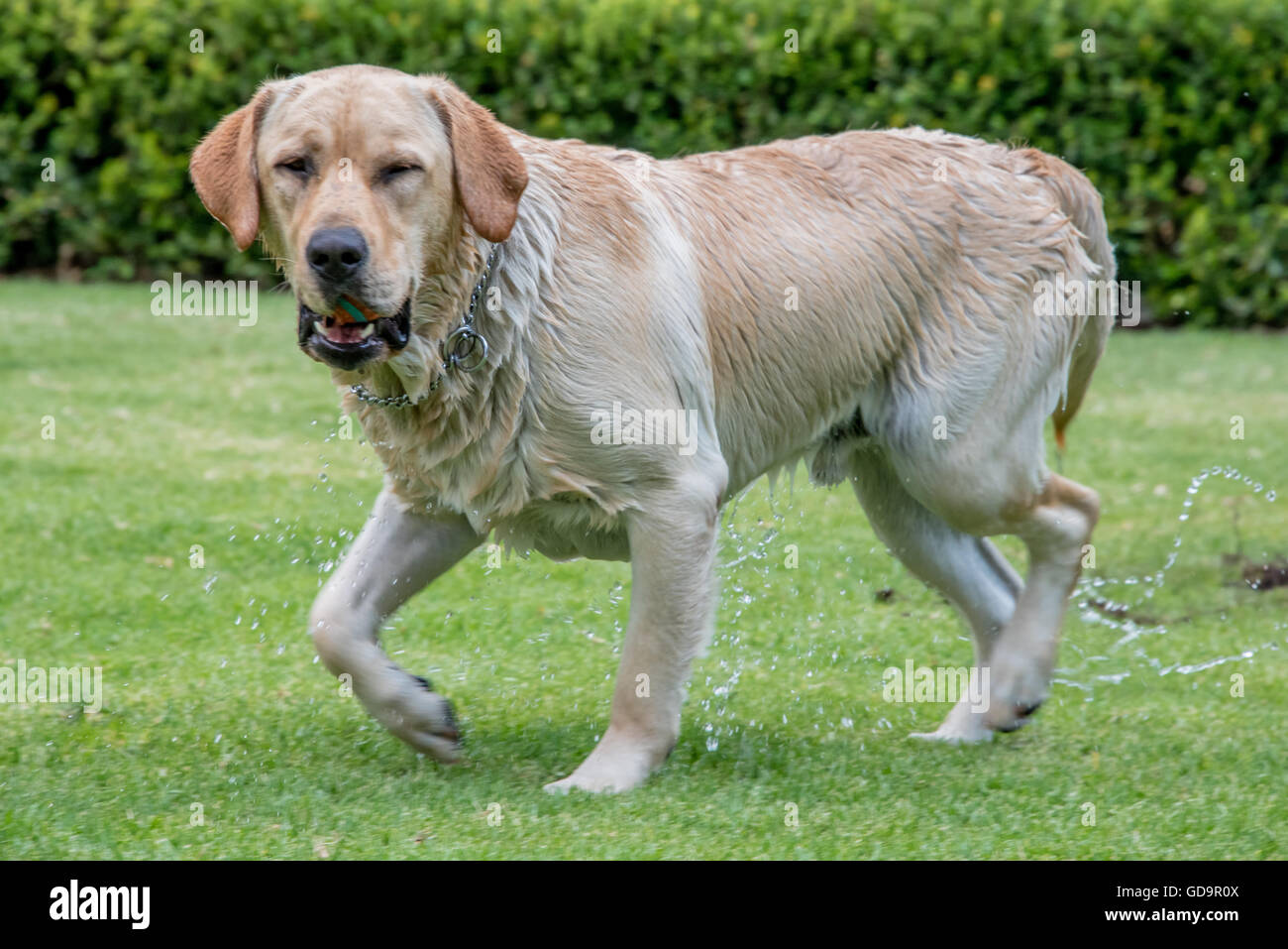 Labrador retreiver on grass playing fetch Stock Photo - Alamy