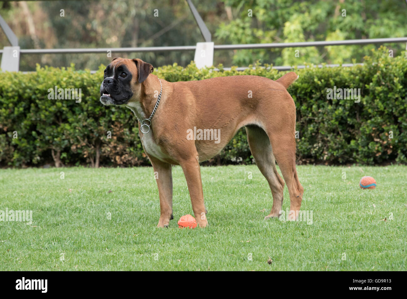 Boxer dog running on grass, playing fetch Stock Photo - Alamy