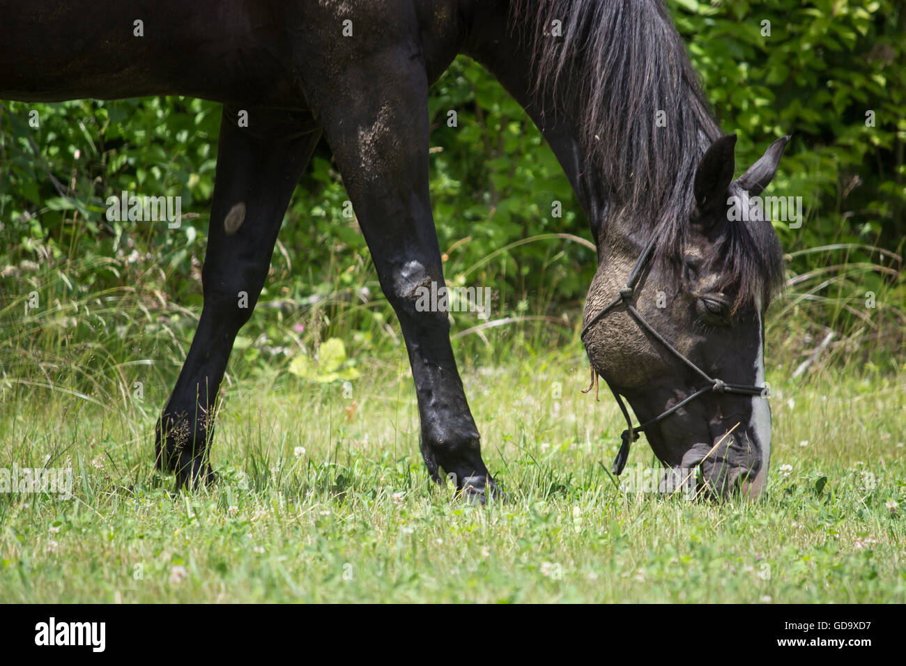 Close Up of Horse Grazing in Field Stock Photo - Alamy