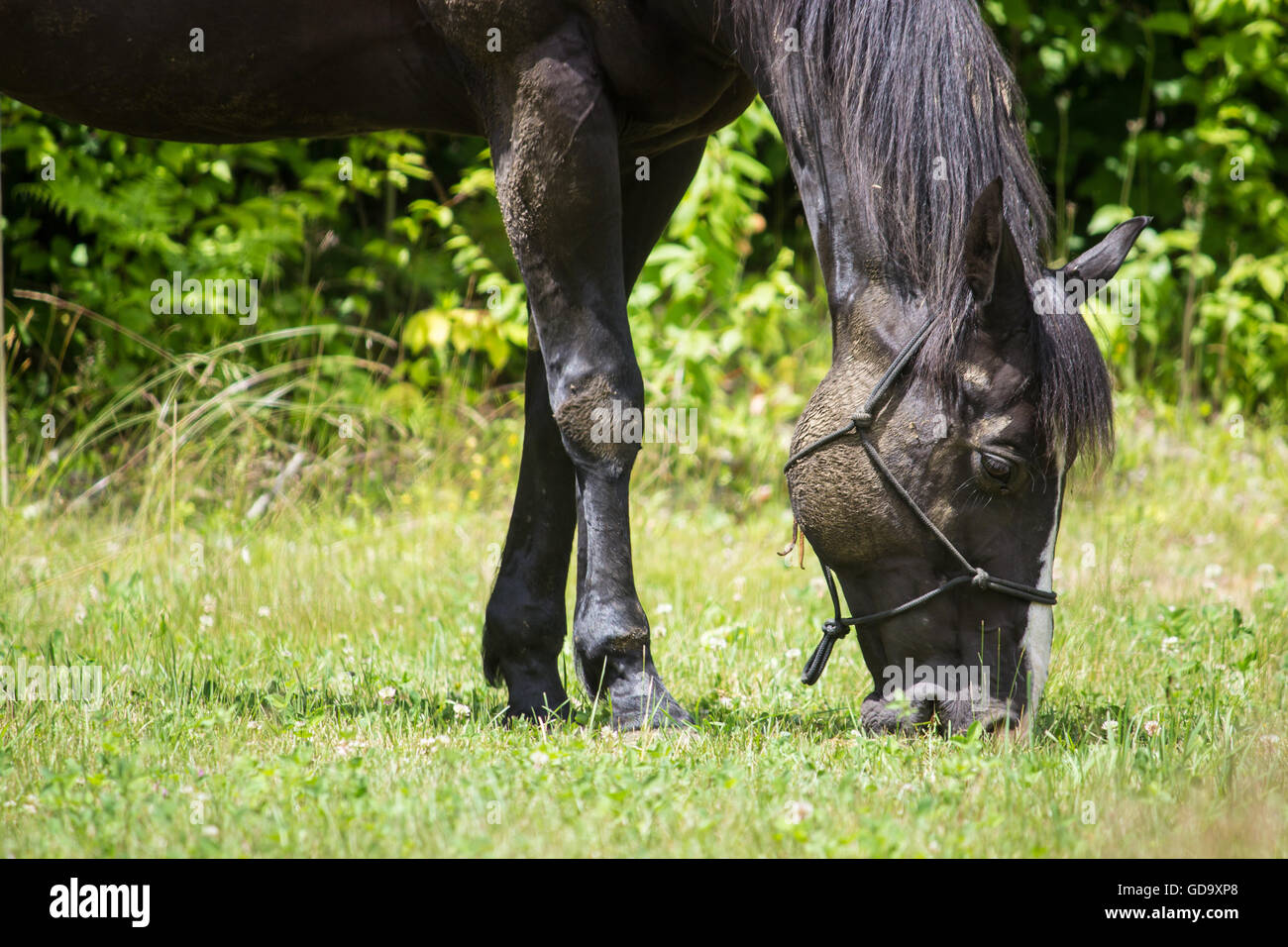 Close Up of Horse Grazing in Field Stock Photo - Alamy